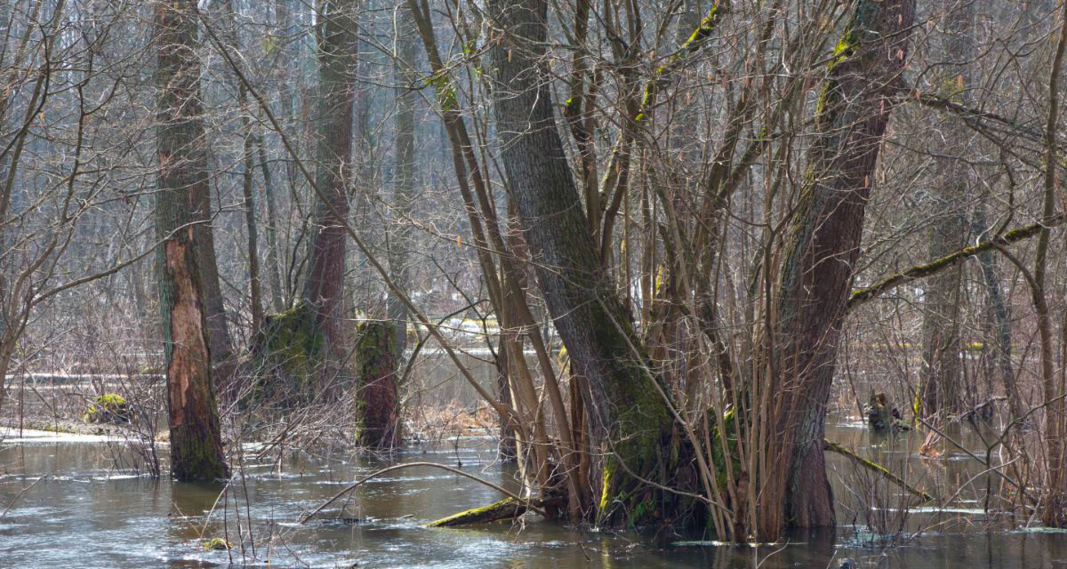 Impact des inondations sur l’environnement et la biodiversité