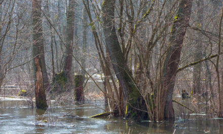 Impact des inondations sur l’environnement et la biodiversité