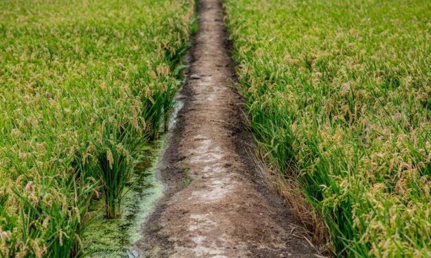 Systèmes d’irrigation intelligents pour minimiser le gaspillage d’eau: Optimiser l’utilisation de l’eau et réduire le ruissellement